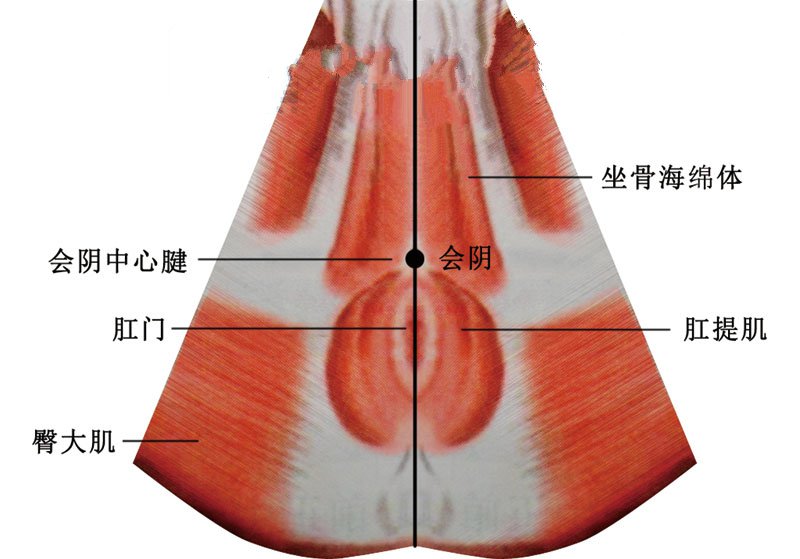 會陰穴準確位置視頻圖作用功效配穴方法