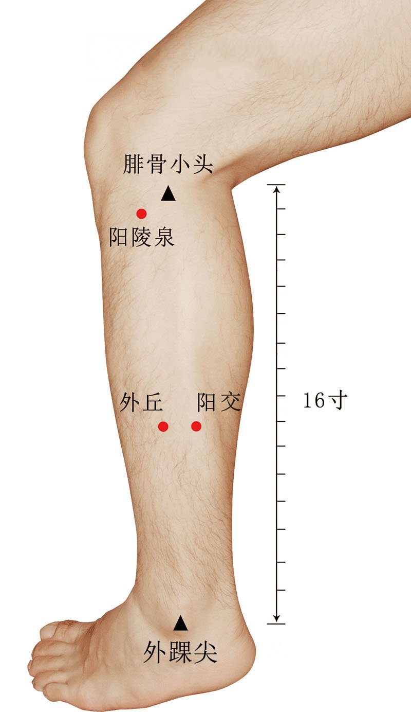 阳纲的准确位置图作用图片