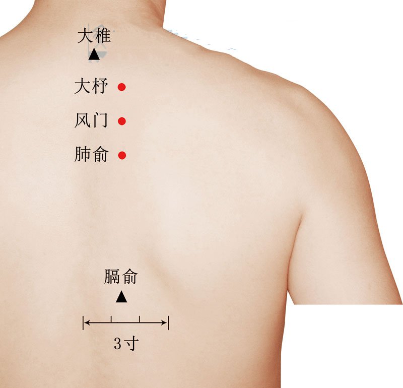 大椎 准确位置图 肺俞图片